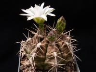 Thumbnail of 0754_Gymnocalycium griseo-pallidum_20130701(1).JPG